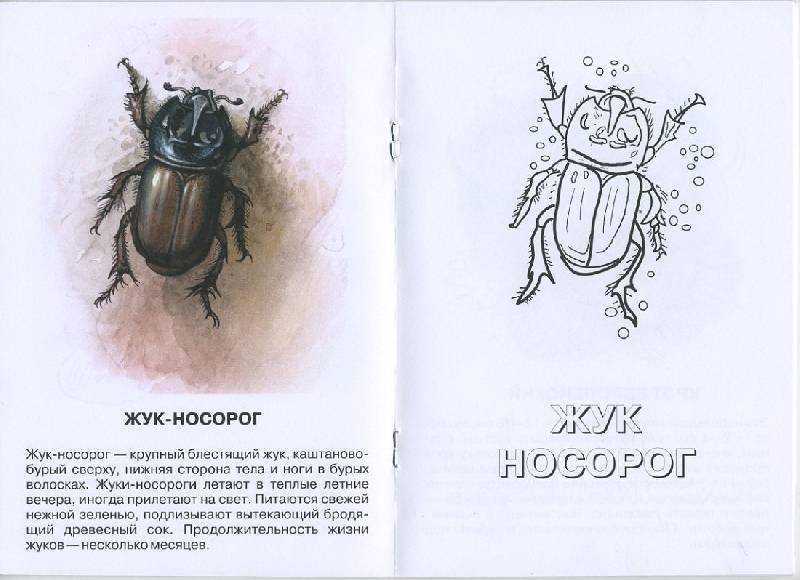 Похождения жука-носорога. рассказ константина паустовского