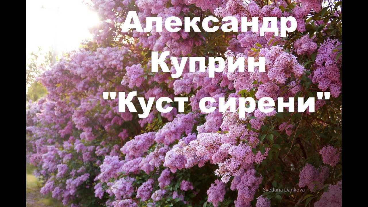 Анализ рассказа «куст сирени» (а. и. куприн) | литрекон