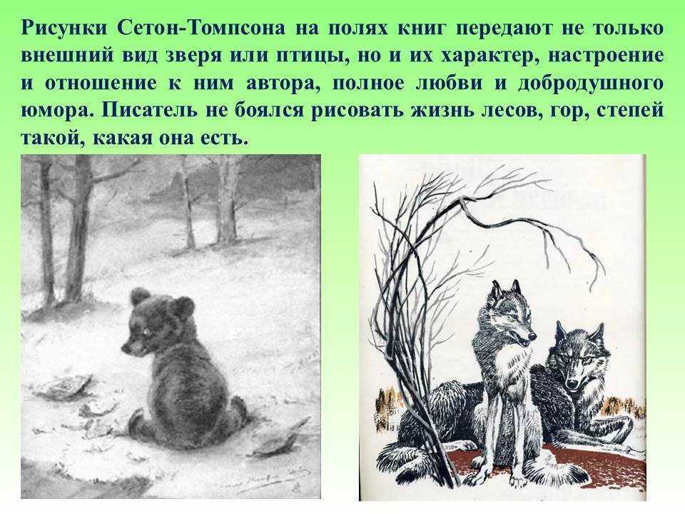 Краткий пересказ рассказа дикая собака. Э Сетон Томпсон Виннипегский волк. Сетон Томпсон иллюстрации к рассказам.