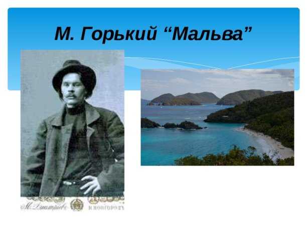 Мальвы: описание цветка и правила ухода