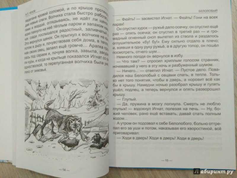 Краткое содержание чехов белолобый для читательского дневника, читать краткий пересказ онлайн