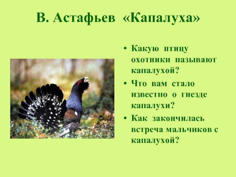 Виктор астафьев: капалуха