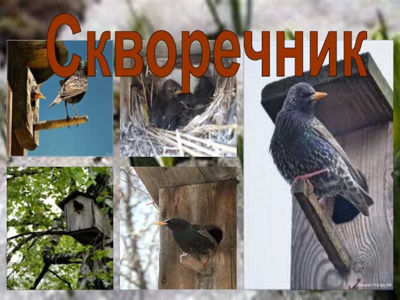 Анализ рассказа шукшина гринька малюгин