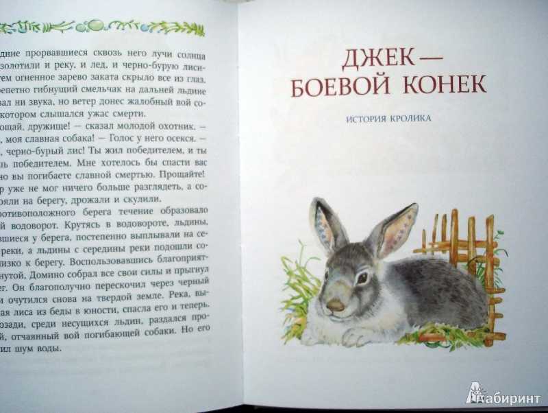 Рассказы о животных домино краткое содержание. рассказы эрнест сетон-томпсона