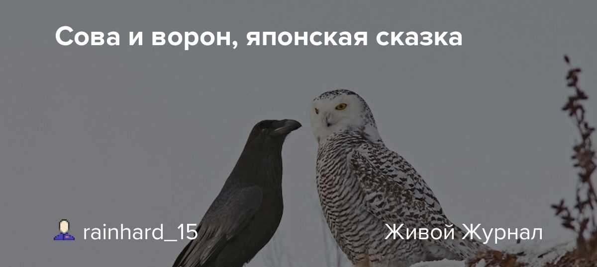 Сова и ворон японская сказка