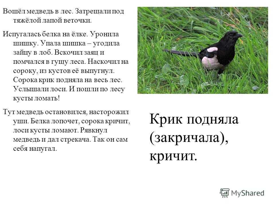 Н. сладков. рассказы для школьников