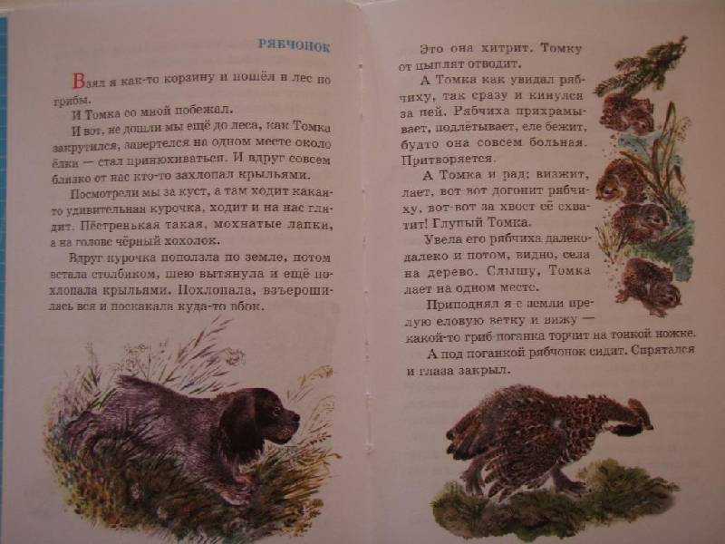 Рассказ чарушина 4 класс читать. Чарушин рассказы о животных 1 класс.