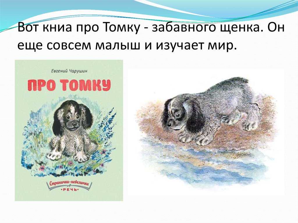 Чарушин про томку текст. Чарушин про Томку раскраска.