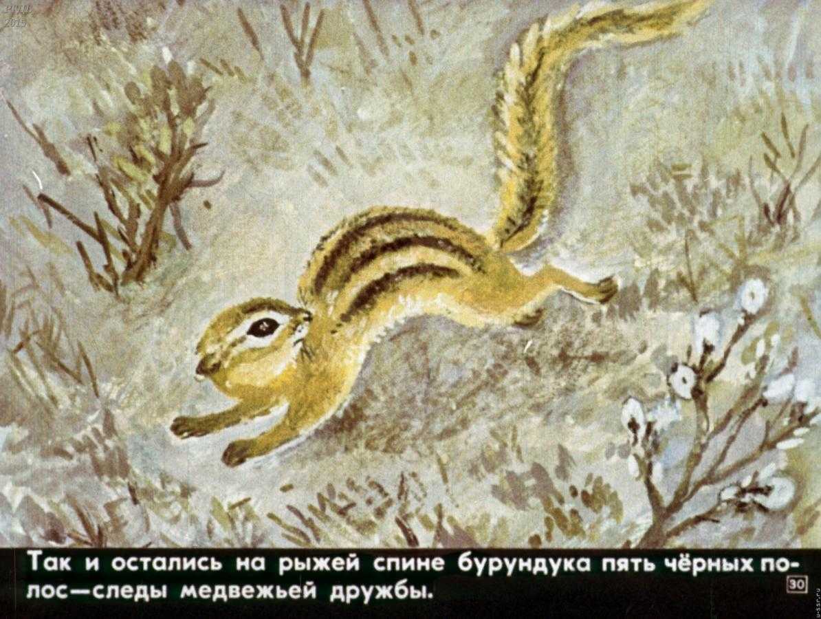Как медведь и бурундук дружить перестали