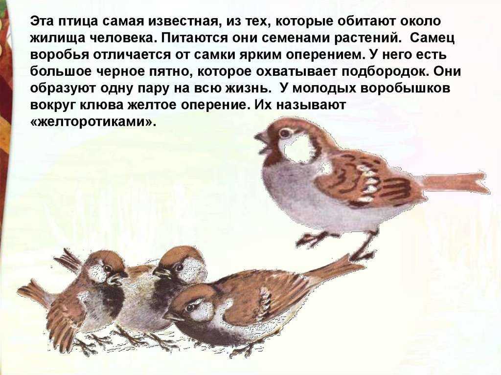 «господин из сан-франциско» − сочинение - литературный блог