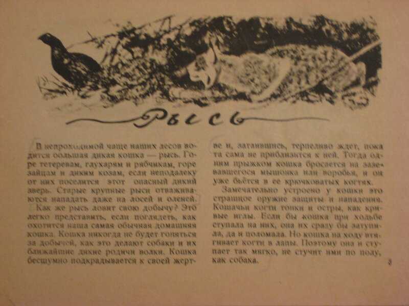 Рассказ скребицкого пересказ. Г Скребицкий Пушок. Скребицкий г.а. Рысь. Илл. А.комаров. 1947. Скребицкий Пушок книга.