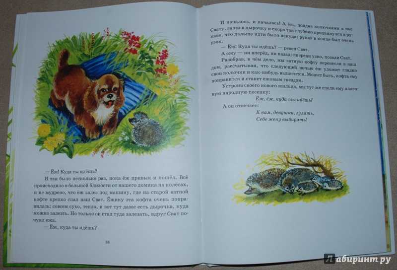 Пришвин медведь муравьи охота за бабочками