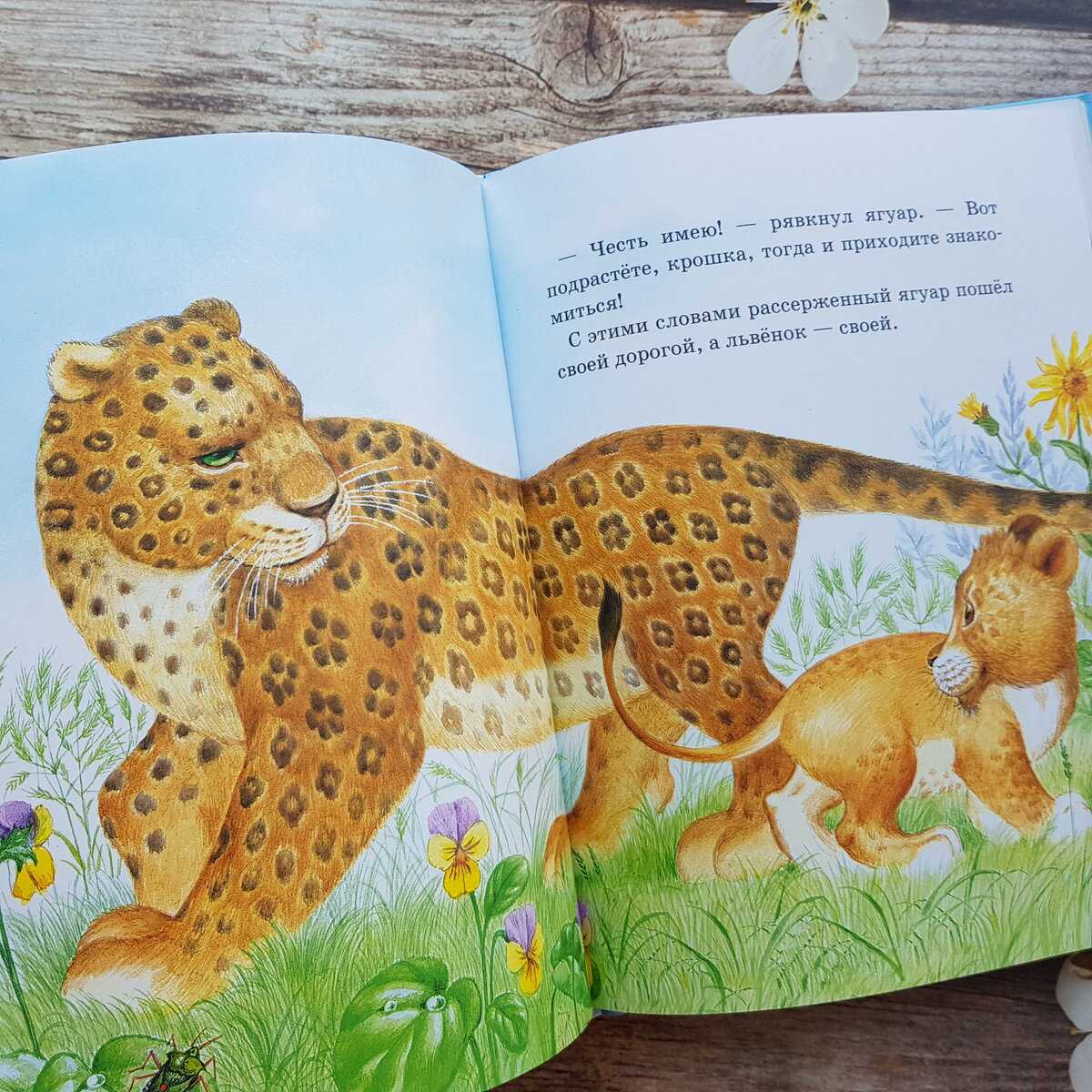Непонятливый львёнок - сказки пляцковского: читать с картинками, иллюстрациями - сказка dy9.ru