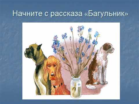 Презентация к рассказу багульник