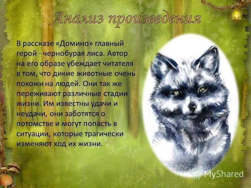 Домино. краткое содержание повести сетон-томпсона