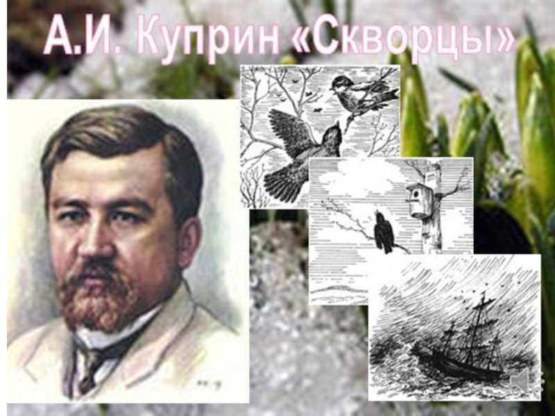 Анализ произведения «скворцы» (а.и. куприн)