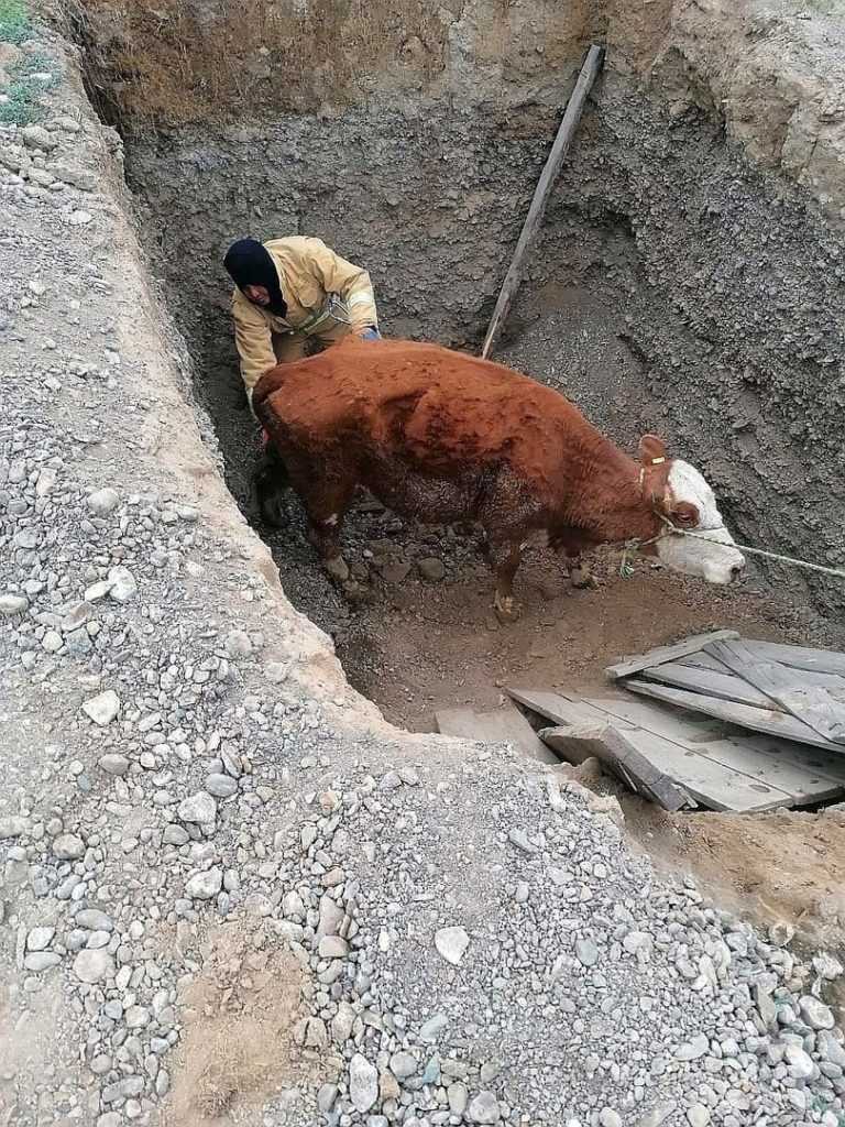 Звери в яме. русская народная сказка