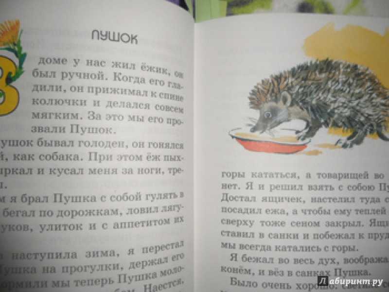 Конспект нод по развитию речи для детей старшей группы с использованием икт. пересказ рассказа г. а. скребицкого «пушок»