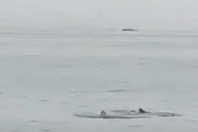 Загадка саргассова моря и почему там погибают корабли