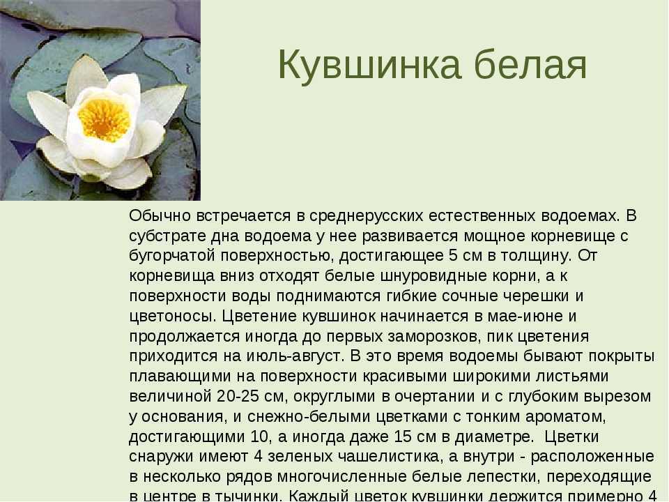 "донские рассказы": анализ произведения шолохова м.а. - шолохов м.а.