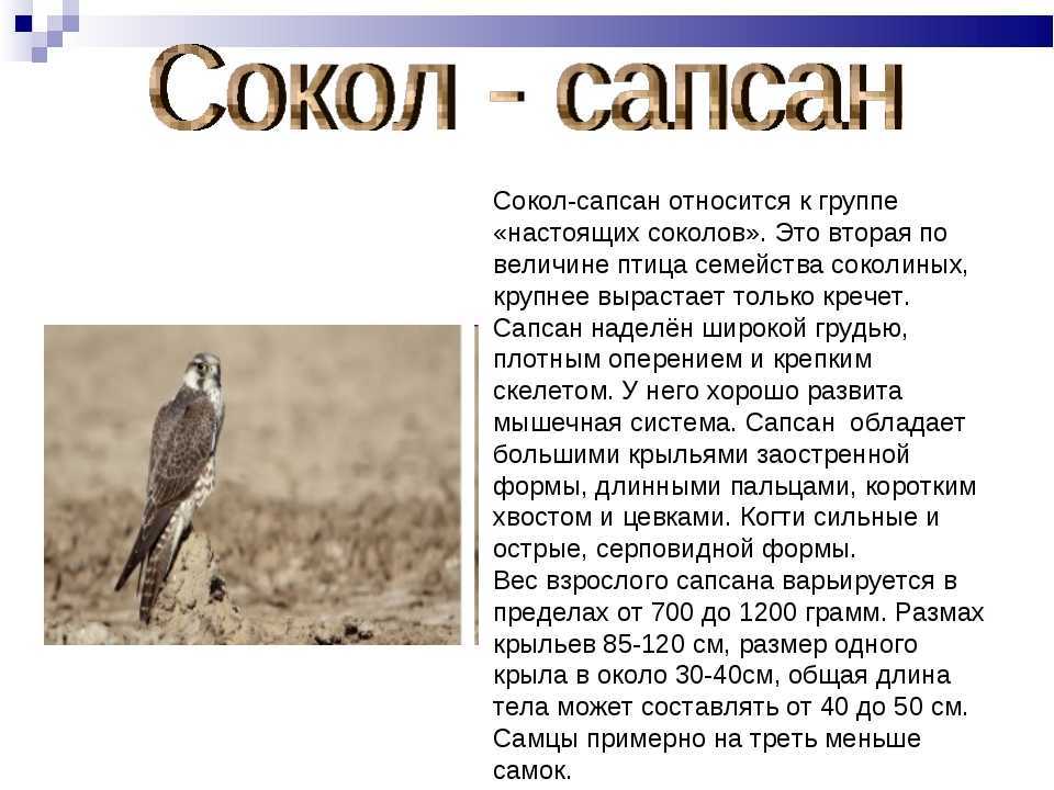 Сапсан (куприн) — читать онлайн