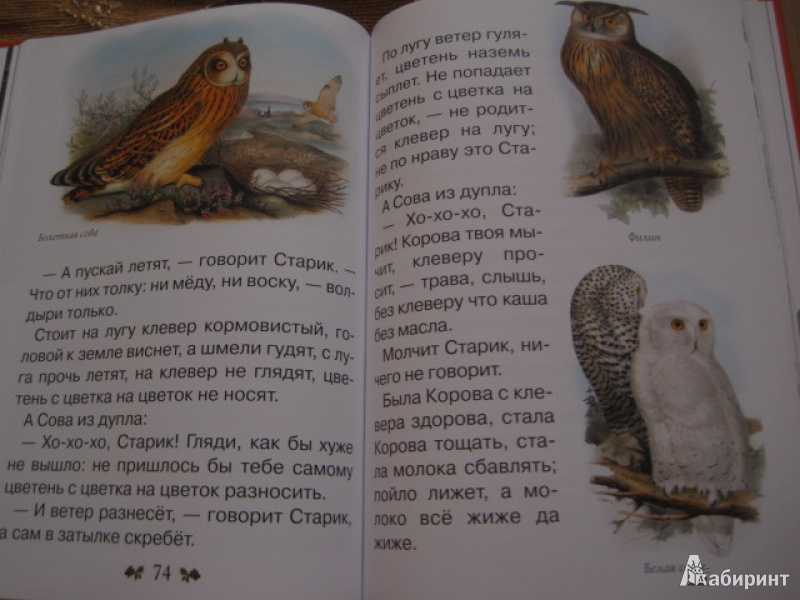 Урок валентин бианки. сова | начальная школа  | современный урок