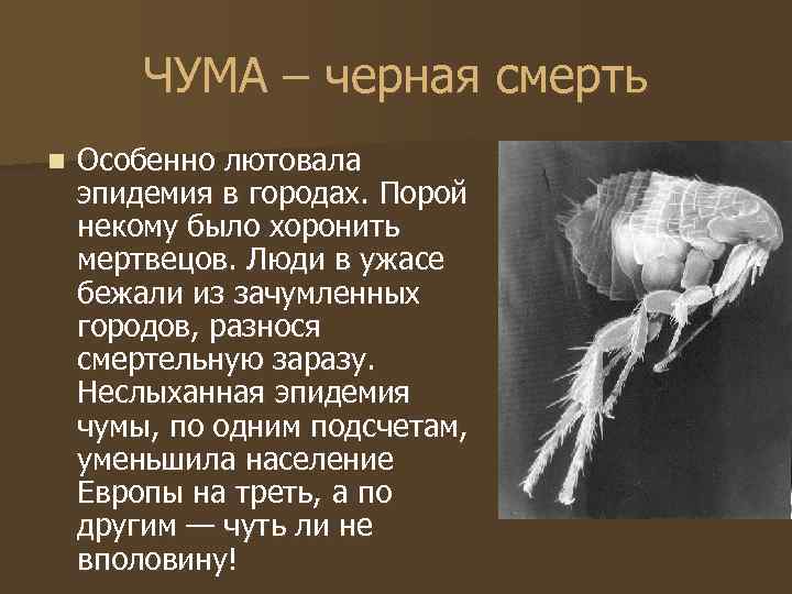 Смысл "декамерона" джованни боккаччо | какой смысл