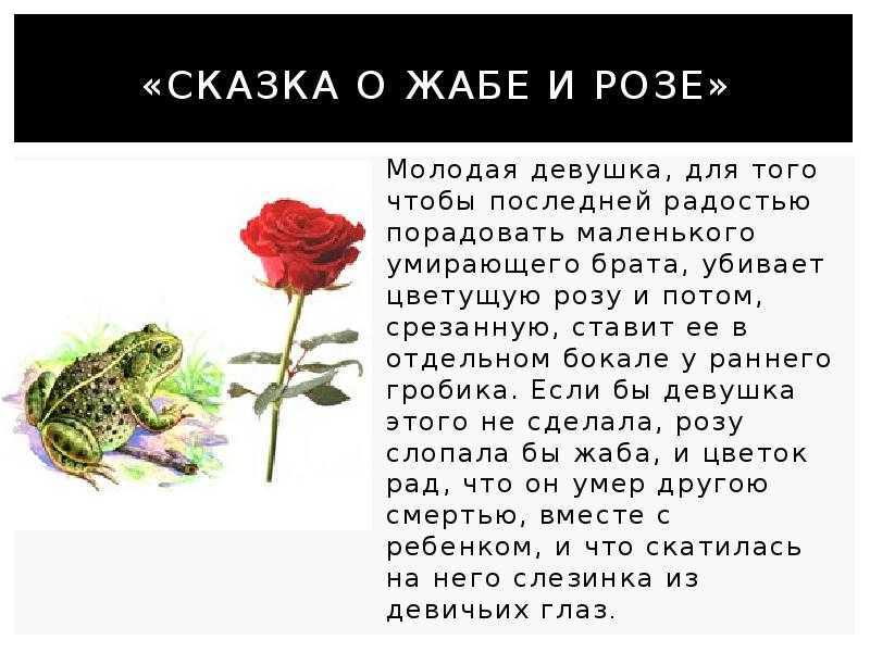 Cказка о жабе и розе — сказка в.м. гаршина