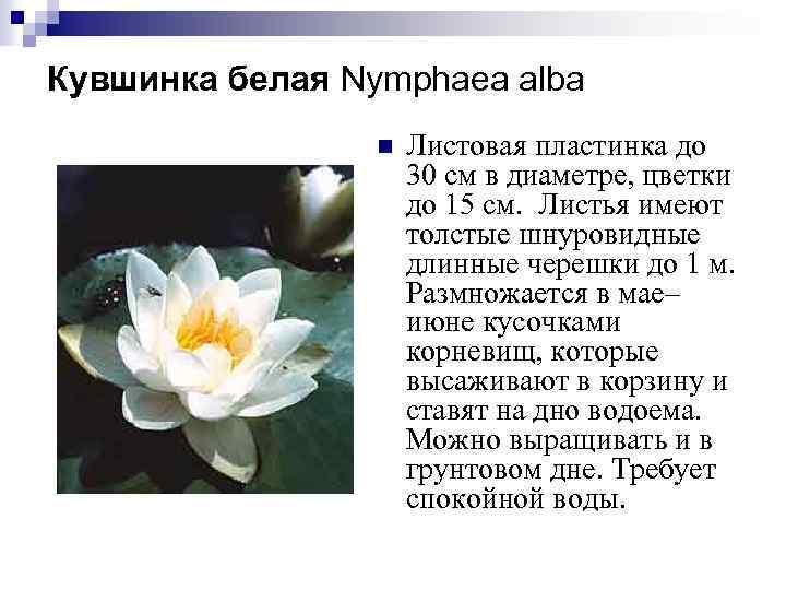 «донские рассказы»: анализ произведения шолохова м.а.
