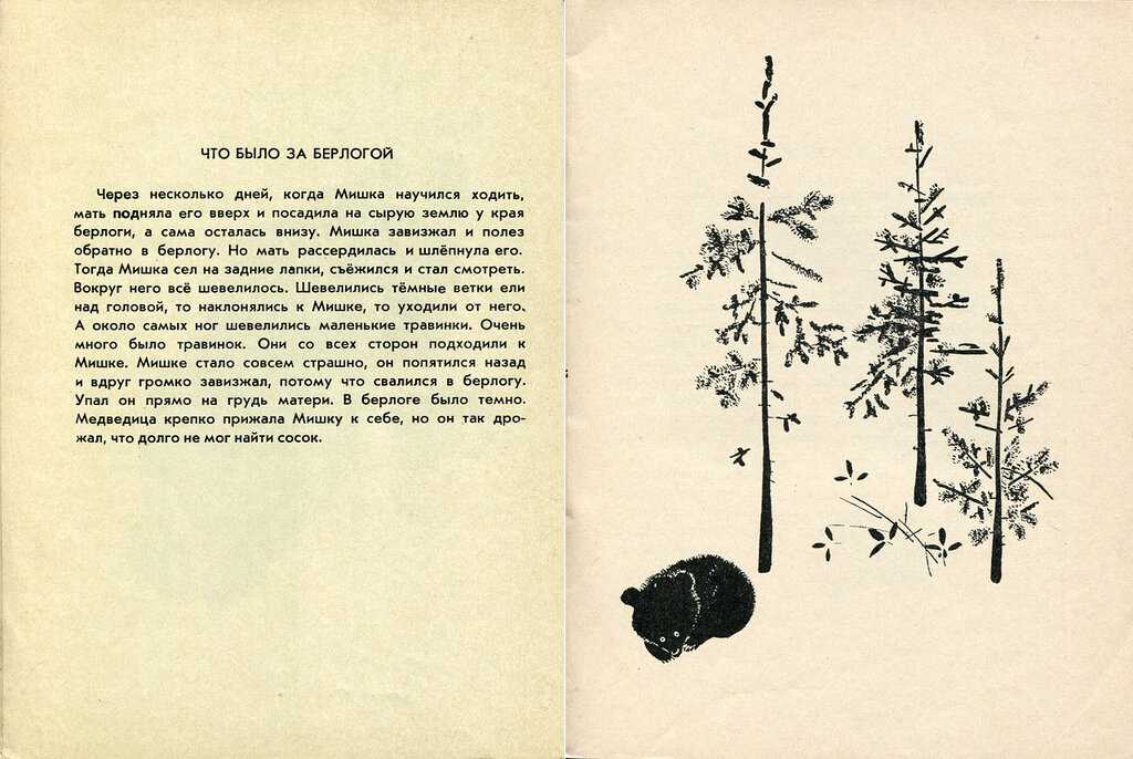 Мишки - чарушин е.и. рассказ про двух медвежат, растущих в деревне.