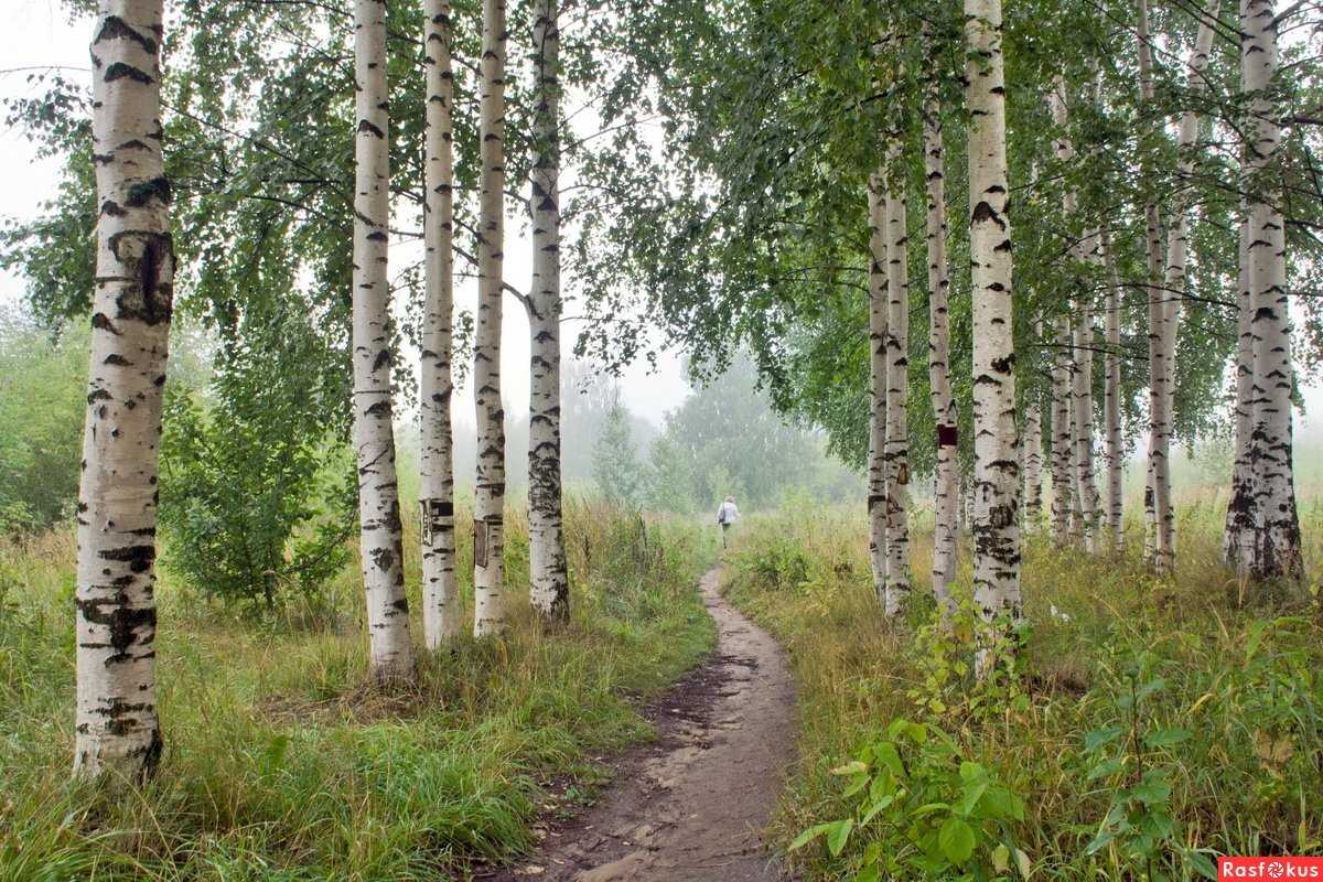 Подробное изложение по рассказу в.п. астафьева «родные березы» упр. 546 учитель русского языка и литературы ревенко н. в. гбоу сош 2031. - презентация