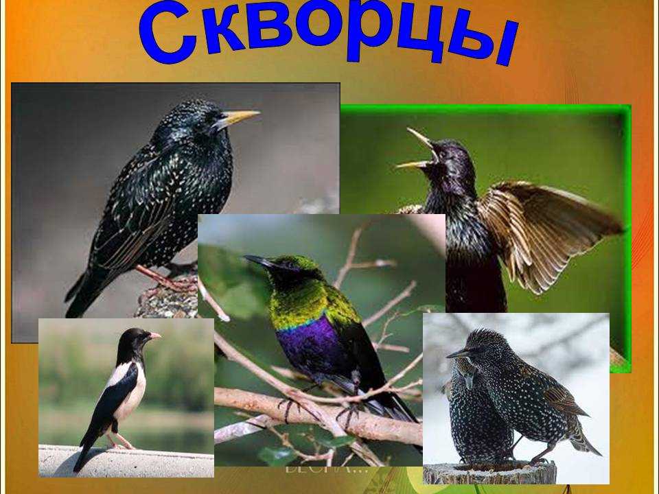 Записки из мертвого дома