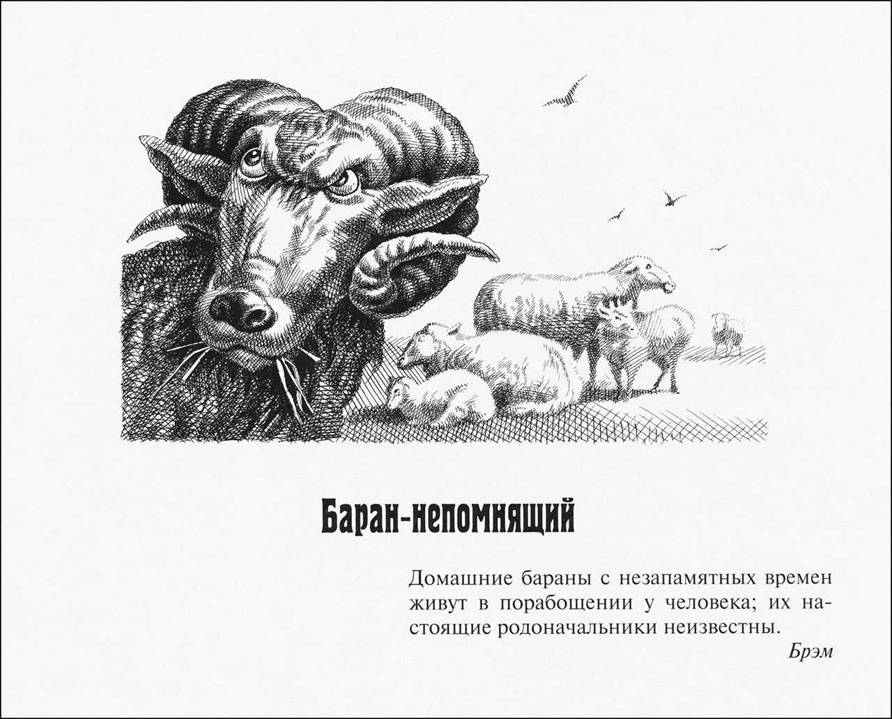 Баран – описание, виды, что едят, где живут, фото, видео