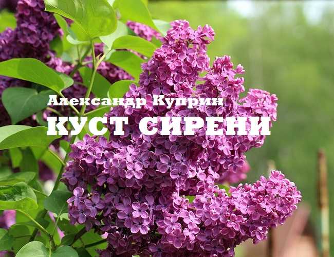 "куст сирени" - анализ произведения а. куприна, образ главных героев