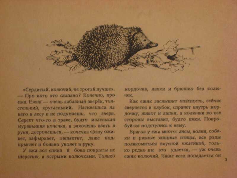 Пушок