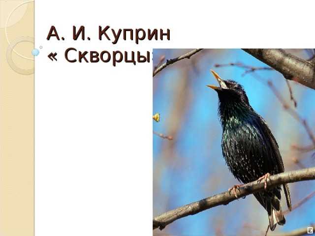 Текст лескова о селиване − сочинение егэ