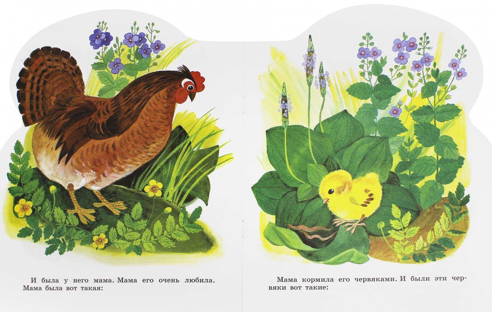 Сказка цыпленок чуковского читать
