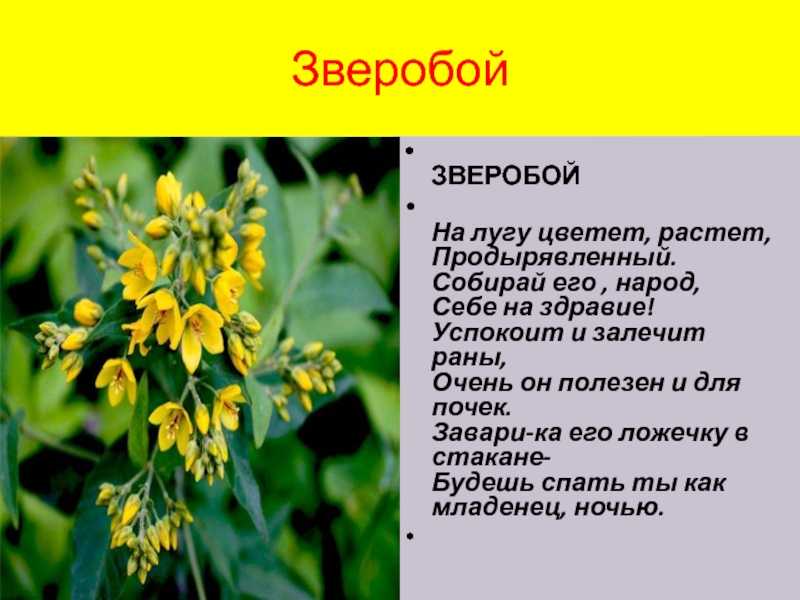 Тест по обществознанию современное общество 10 класс