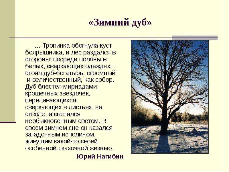 Дуб текст описание. Ю Нагибин зимний дуб. Рассказ зимний дуб. Дуб зимой. Художественное описание дерева.