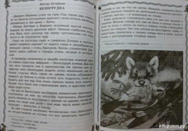 Анализ рассказа белогрудка астафьева