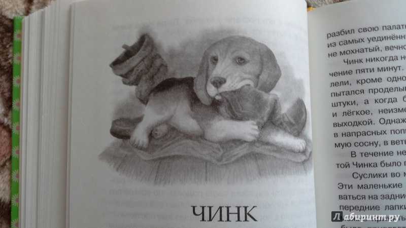 Тема - чинк - краткое содержание рассказа сетон-томпсона (сюжет произведения)
