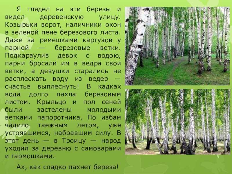 Астафьев родные березы краткое содержание. астафьев в - «родные берёзы», «сережки», «дождик», «хрустальный звон» (рассказы из книги затеси) чит