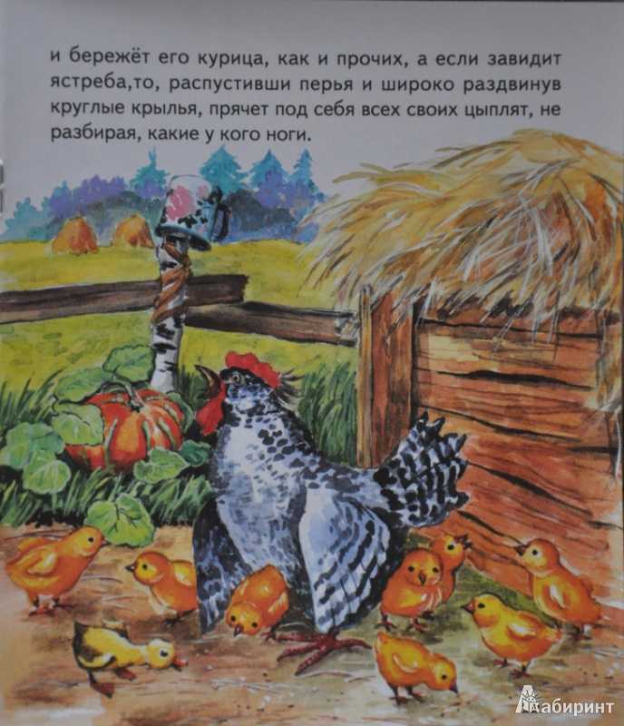 Чужое яичко короткая сказка читать онлайн текст