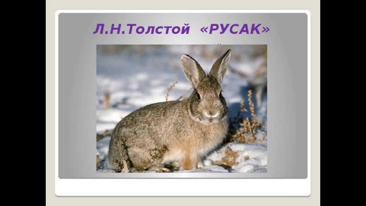 Текст описание русак толстой. Лев Николаевич толстой заяц Русак. Л Н толстой Русак. Рассказ Русак толстой. Л.Н. толстой рассказ о русаке.