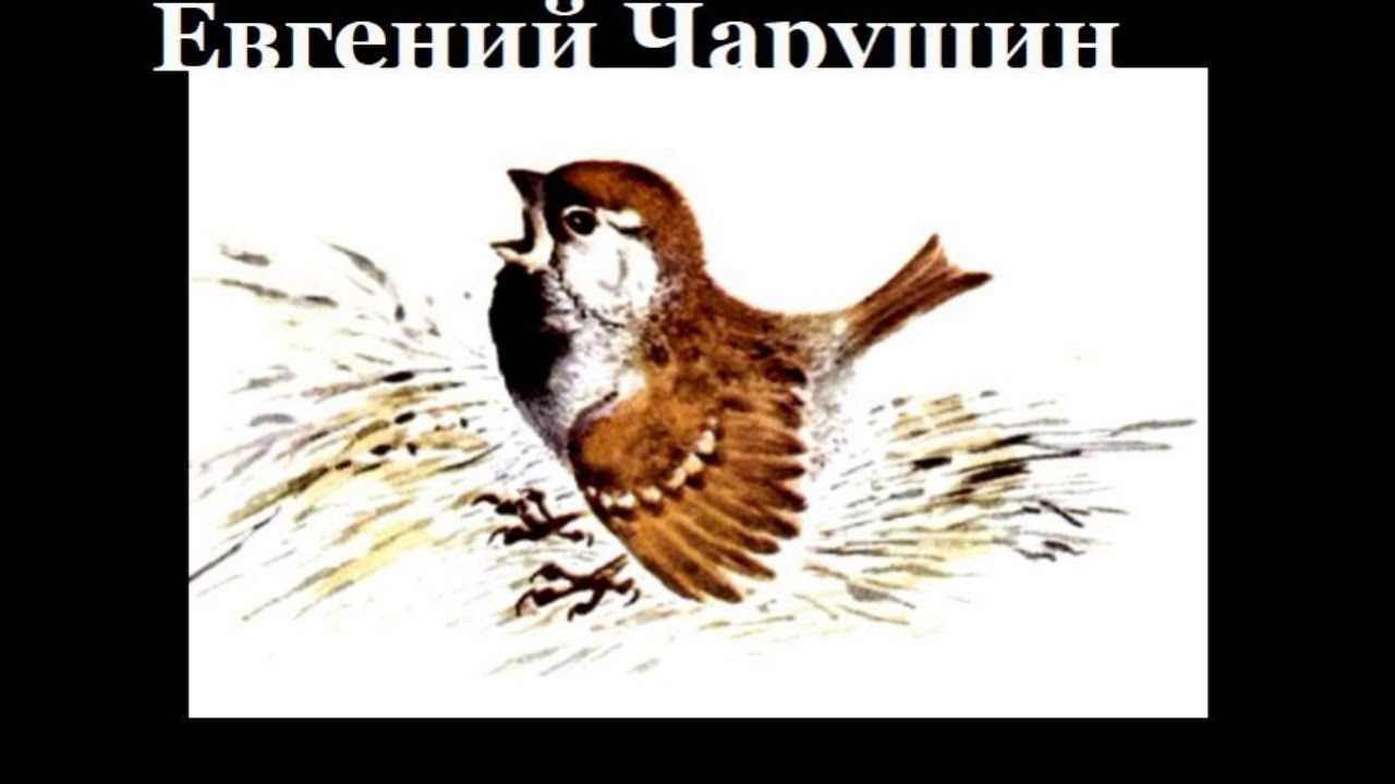 Детские сказки читать онлайн - детские сказки воробей евгений чарушин читать детские рассказы онлайн