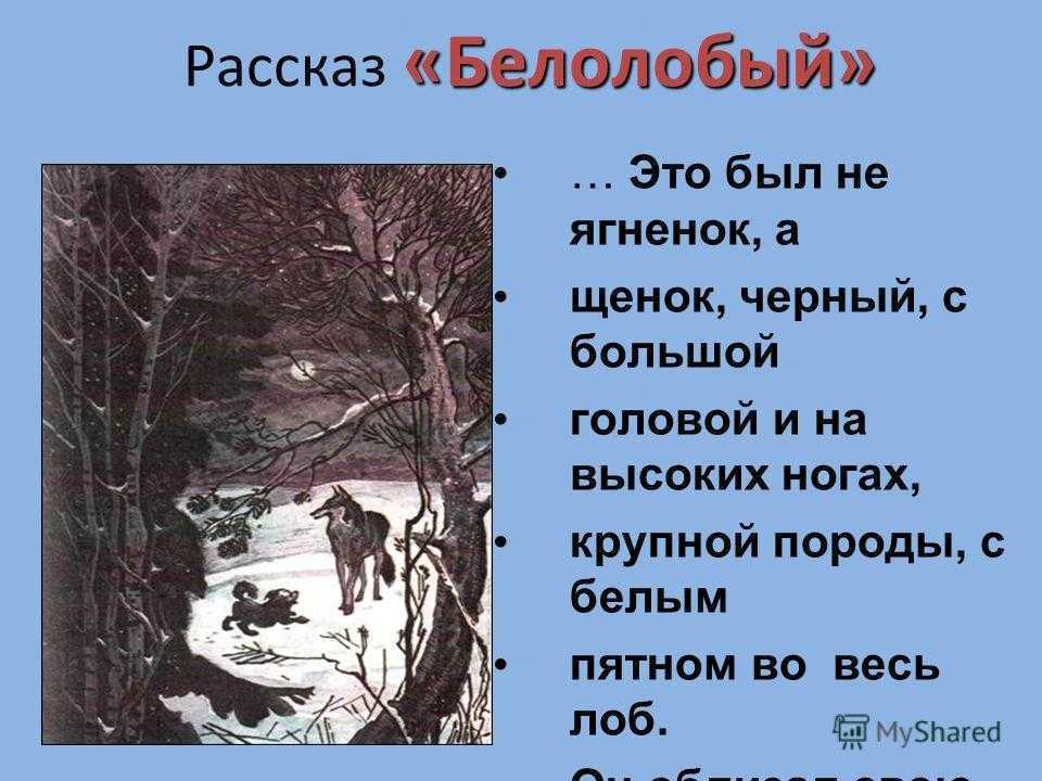 Чехов «белолобый»