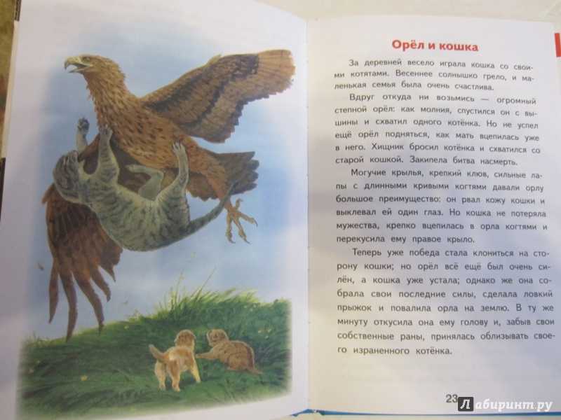Сказка орел и кошка ушинский
