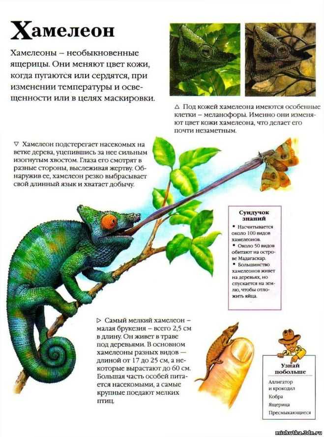 Хамелеон. чехов а.п. аудиокнига | uskazok.ru