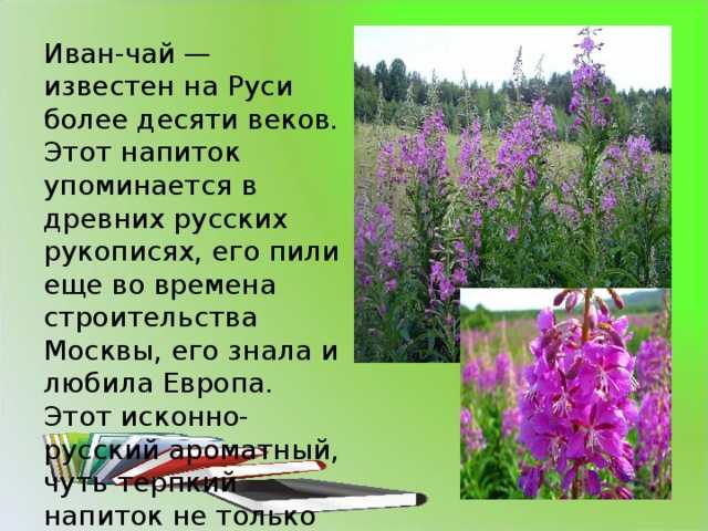 Главные герои рассказа отрочество толстого – образ и характеристика николеньки иртеньева в повести "юность" толстого: описание характера и внешности |literaturus: мир русской литературы