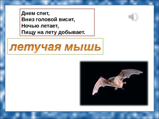 Почему летучая мышь летает только ночью алтайская сказка